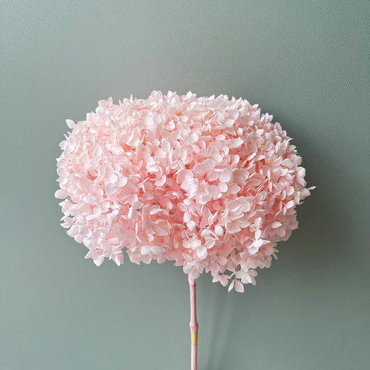 Hydrangea Soft Pink