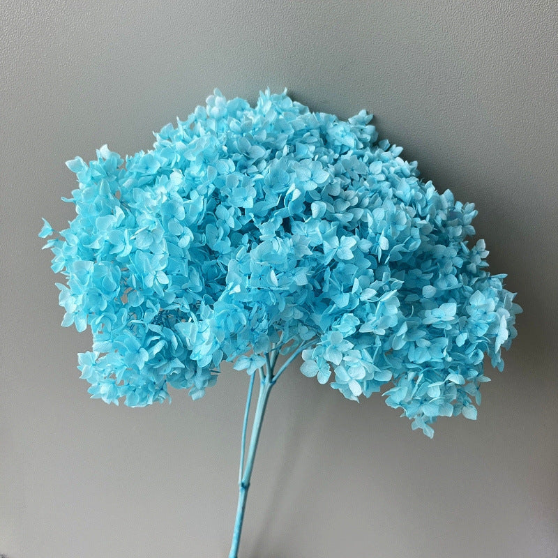 Hydrangea Tiffany Blue