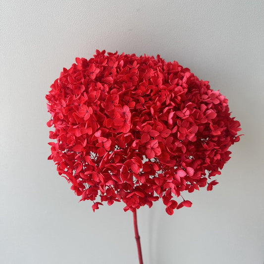 Hydrangea Red