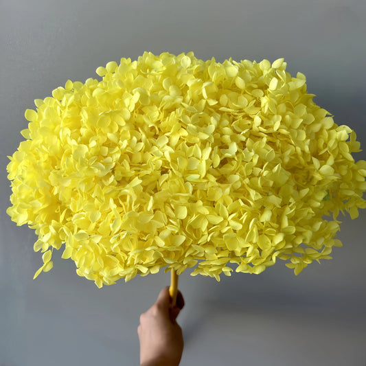 Hydrangea Yellow
