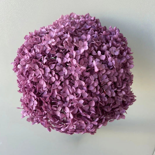 Hydrangea Grape Purple