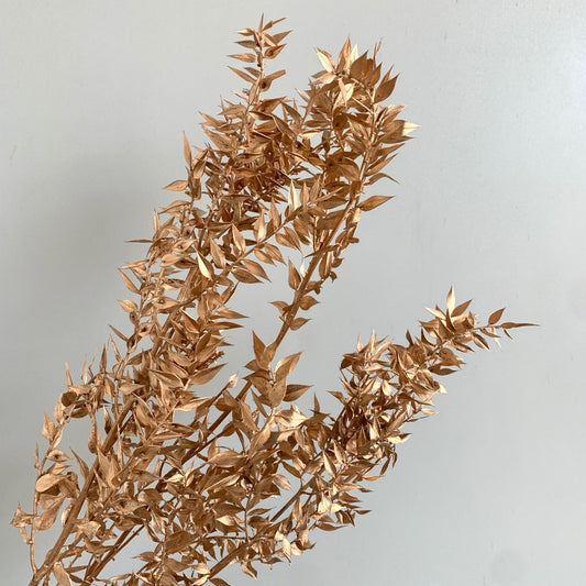 Ruscus Gold