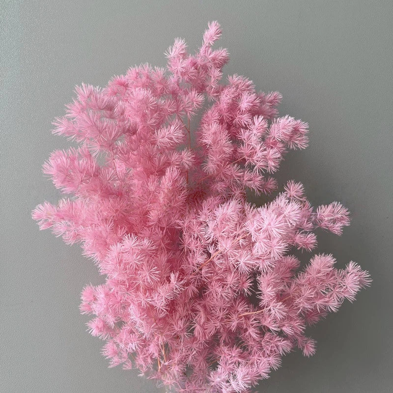 Ming Fern Pink