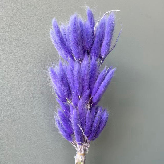 Bunny Tail Lilac