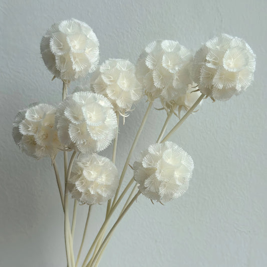 Scabiosa White