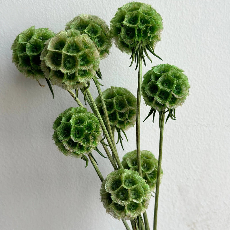 Scabiosa Green