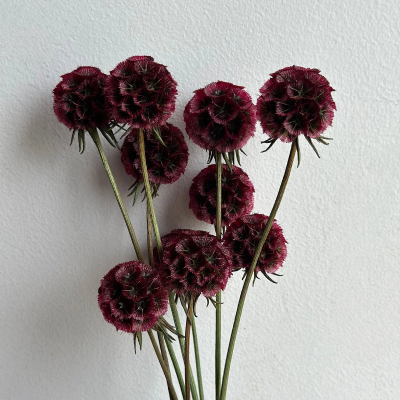 Scabiosa Burgundy