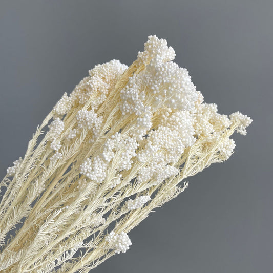 Rice Flower White
