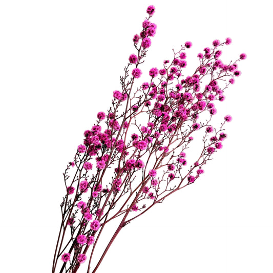 Stirlingia Fuchsia