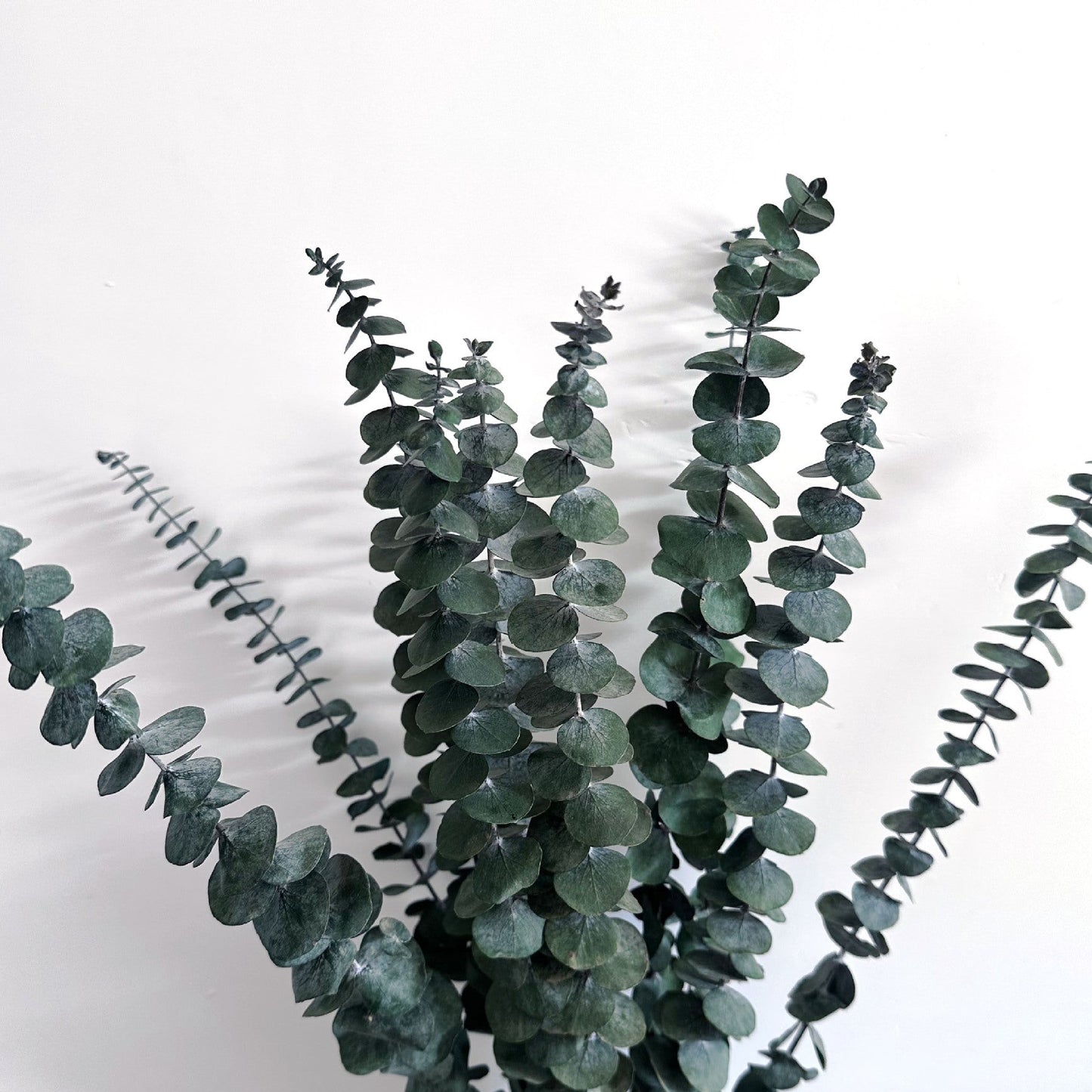 Preserved Eucalyptus Gum Green