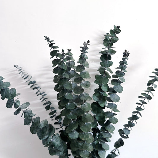 Preserved Eucalyptus Gum Green
