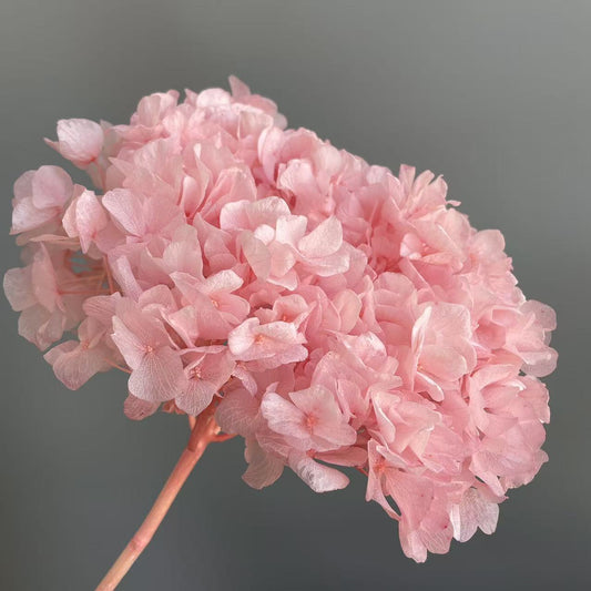 Hydrangea Bigleaf Pink