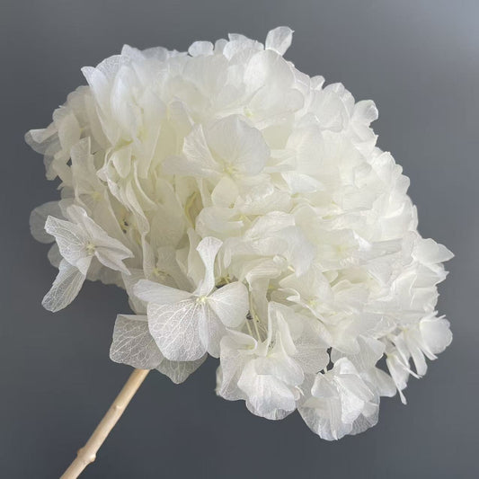 Hydrangea Bigleaf White