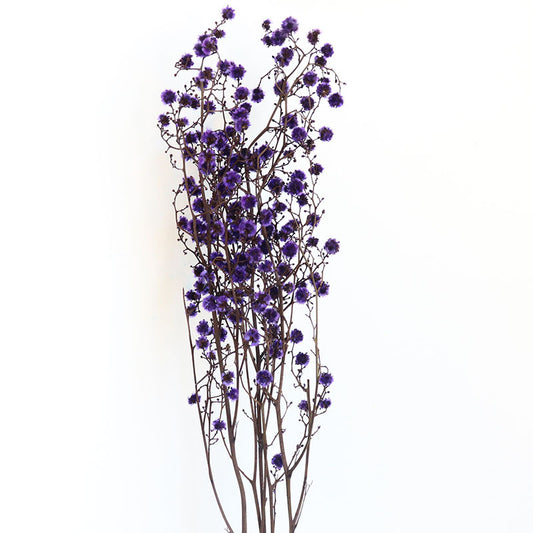 Stirlingia Purple