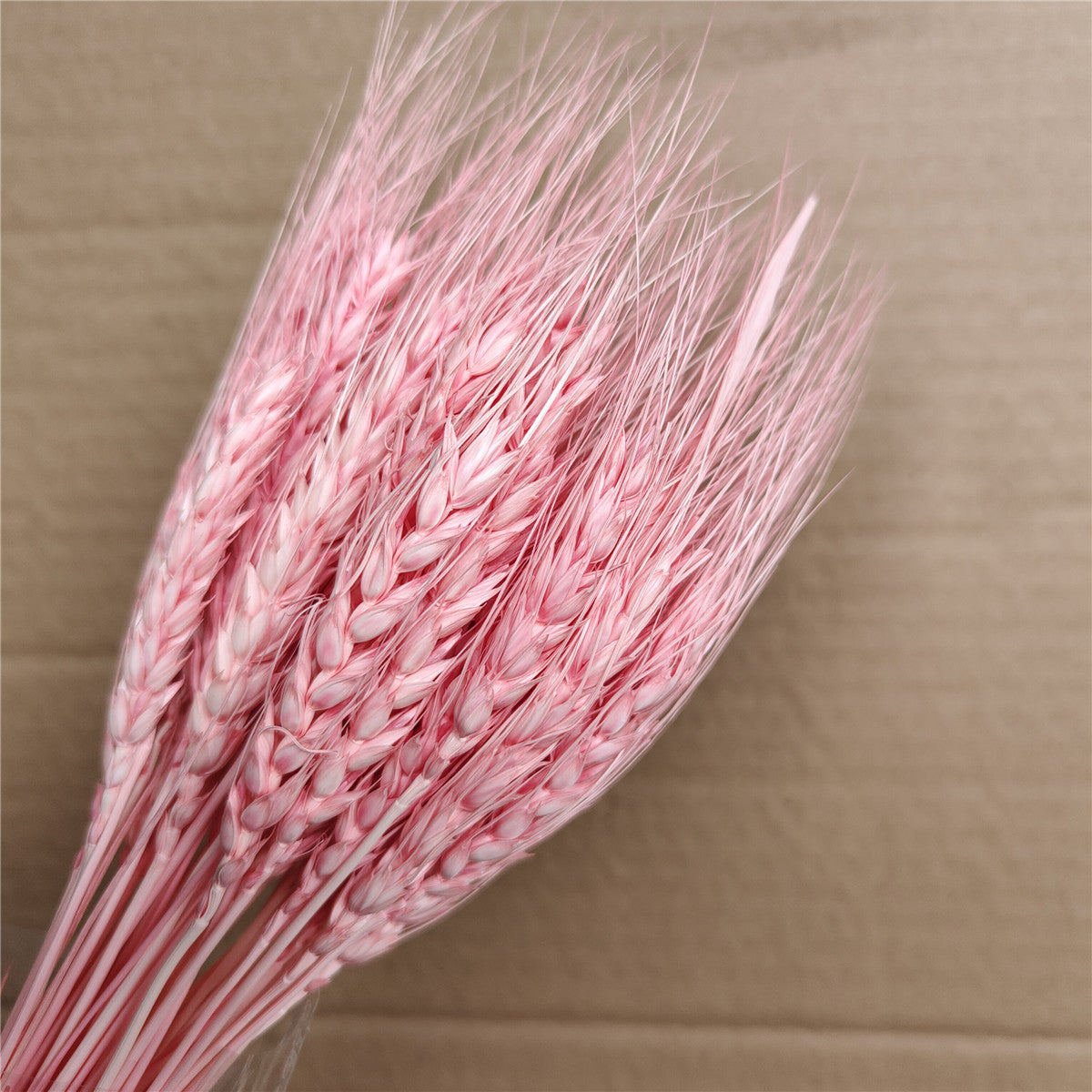 Dried Wheat Pink