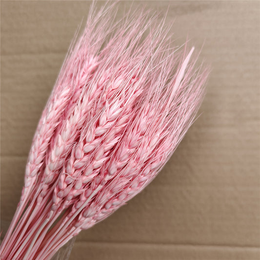 Dried Wheat Pink