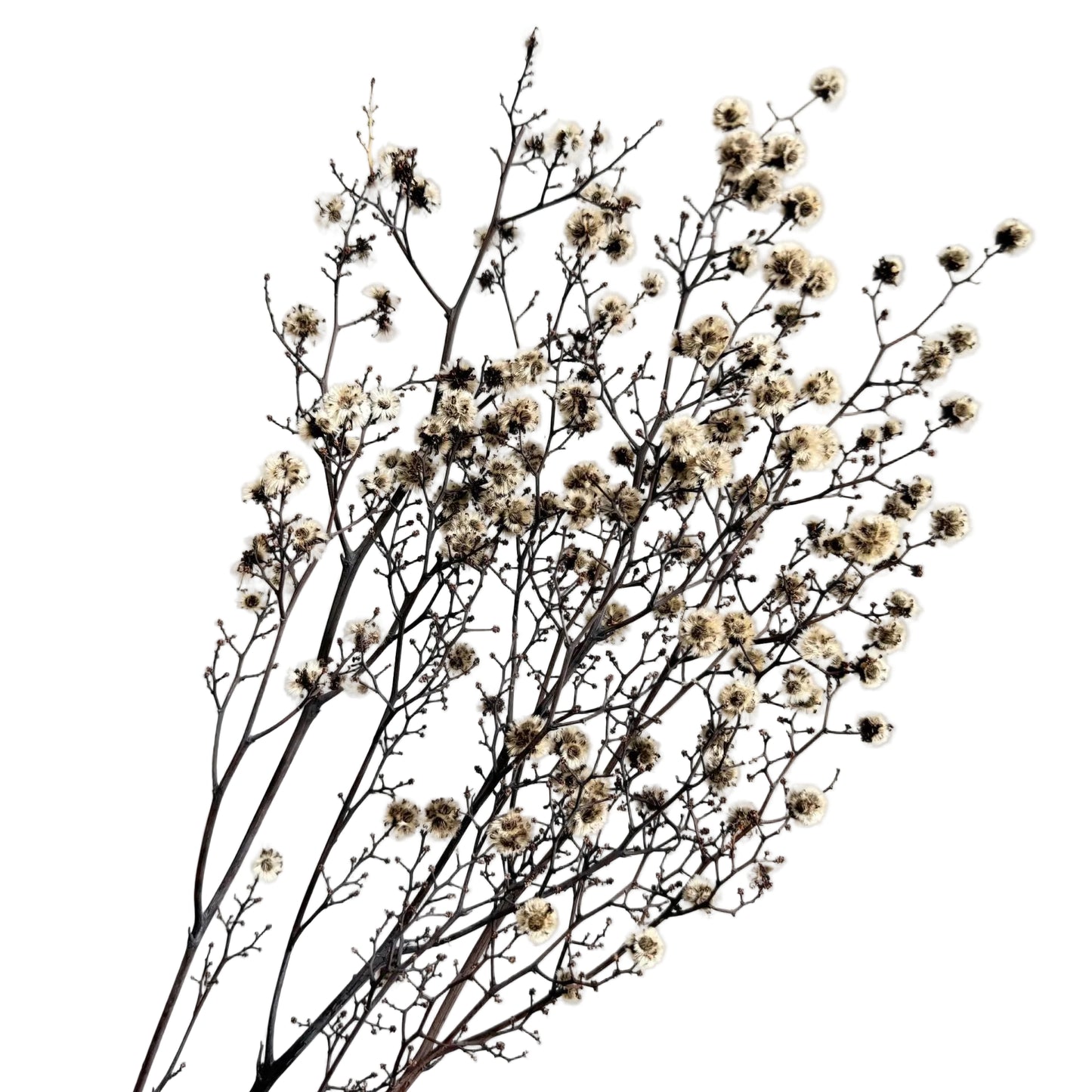 Stirlingia Natural
