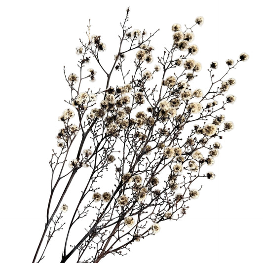 Stirlingia Natural