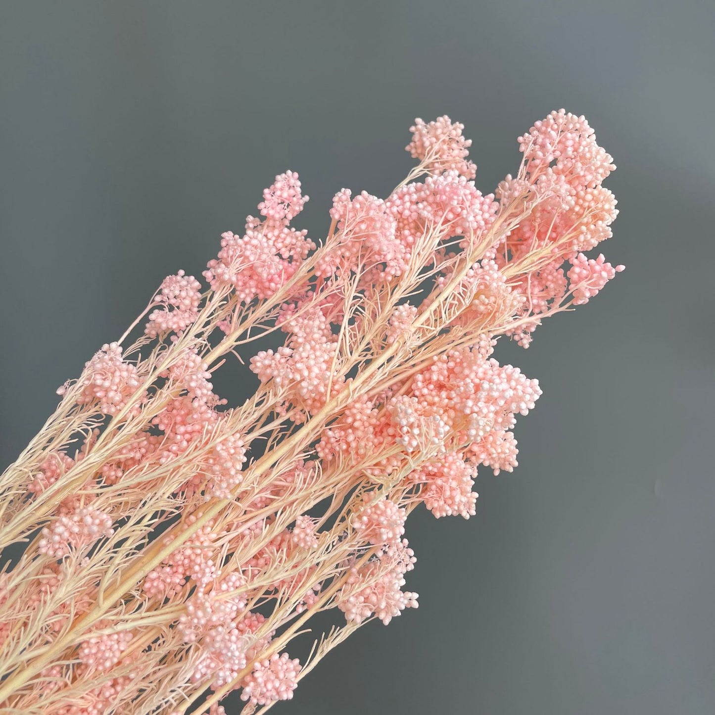 Rice Flower Pink