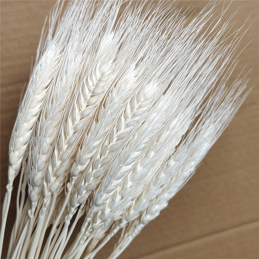 Dried Wheat White