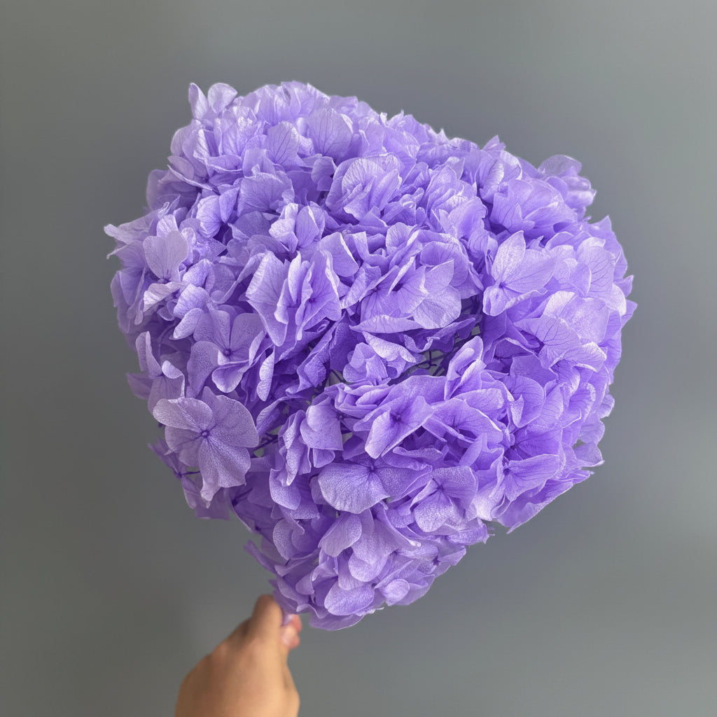 Hydrangea Bigleaf Lanvender