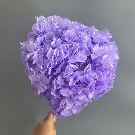 Hydrangea Bigleaf Lanvender