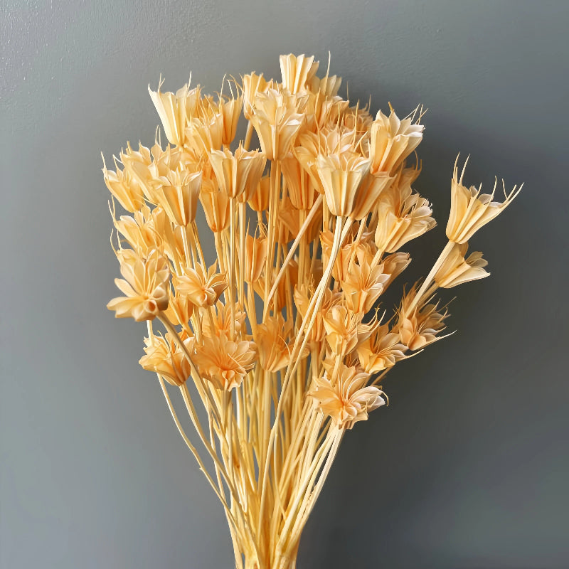 Nigella Champagne