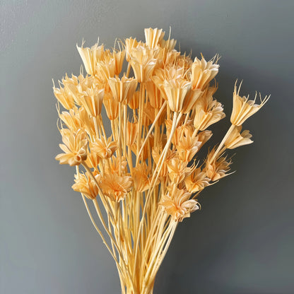 Nigella Champagne
