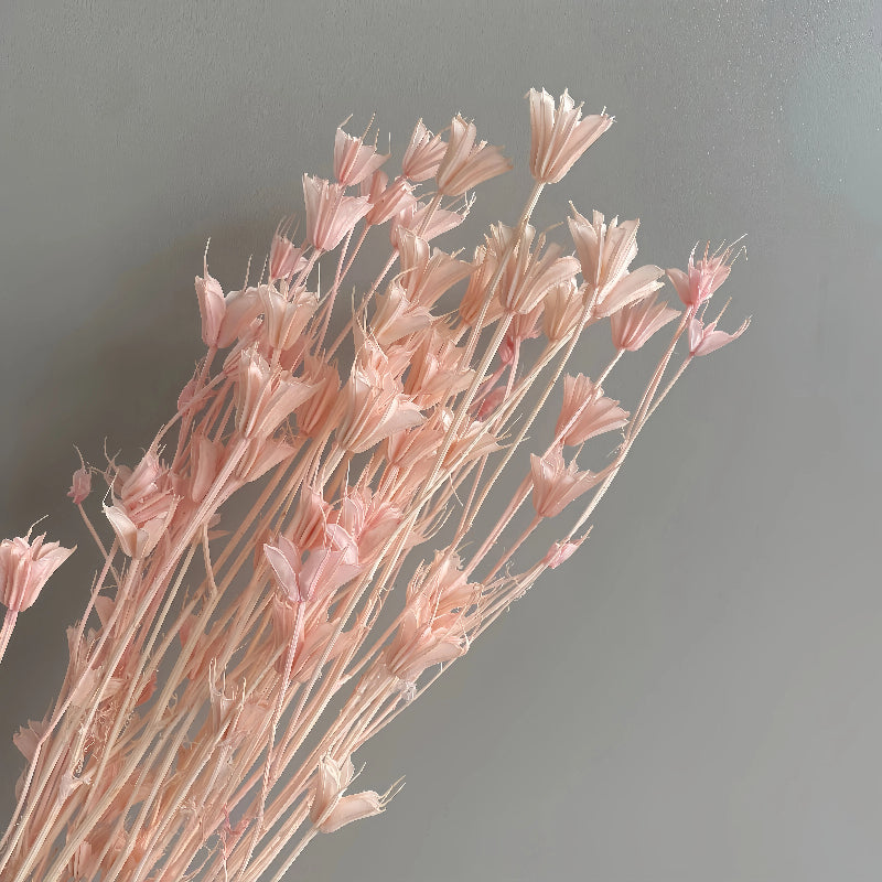 Nigella Pink
