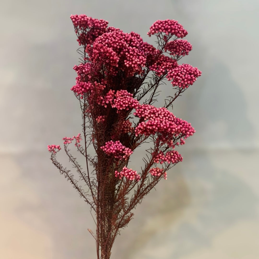 Red Rice Flower Dried Flowers - Vibrant & Long-lasting Floral Accents ...