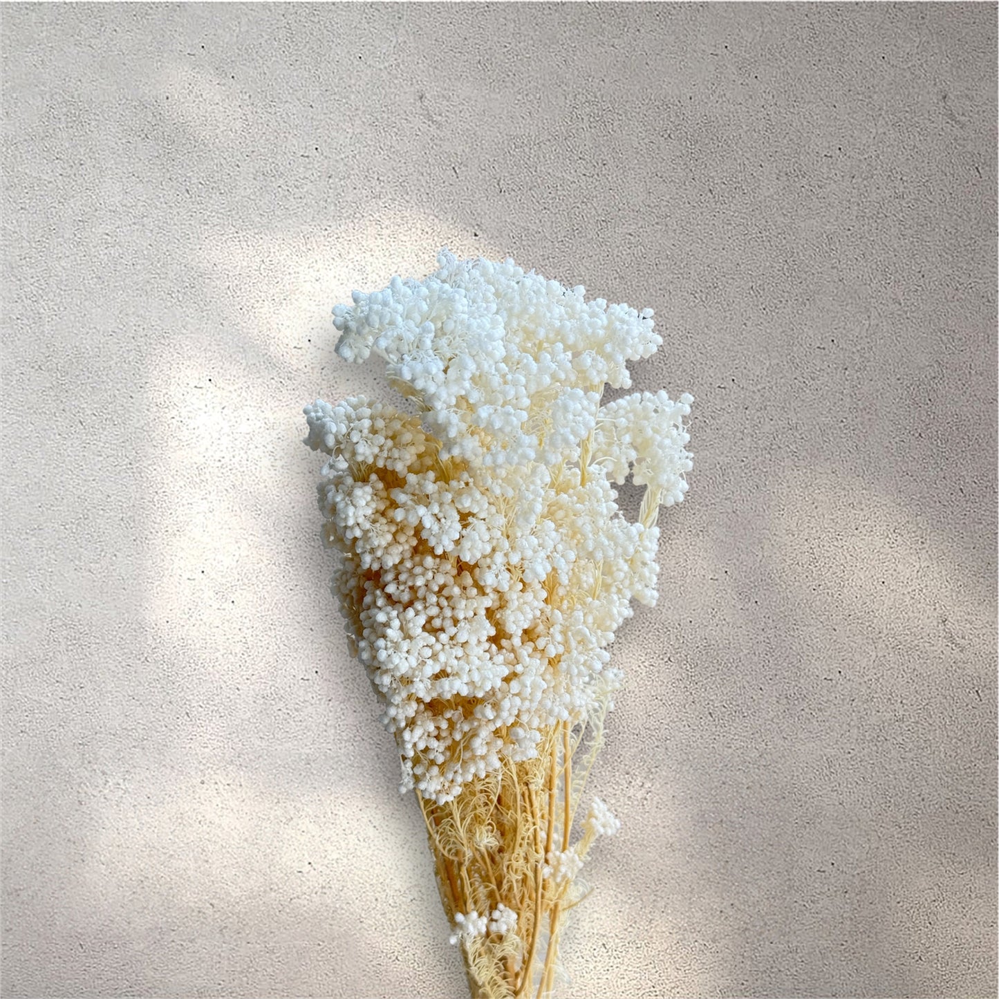 Rice Flower White