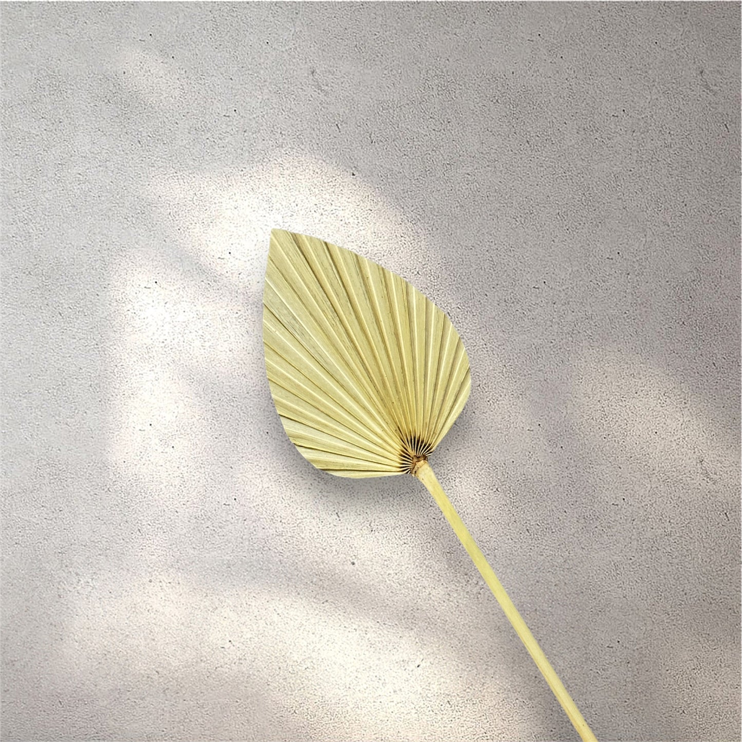 Small Palm Leaf Natural Dried Flower