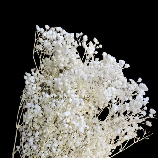 Baby’s Breath Bleached White