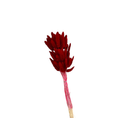 Bunny Tails Red Dried Flower