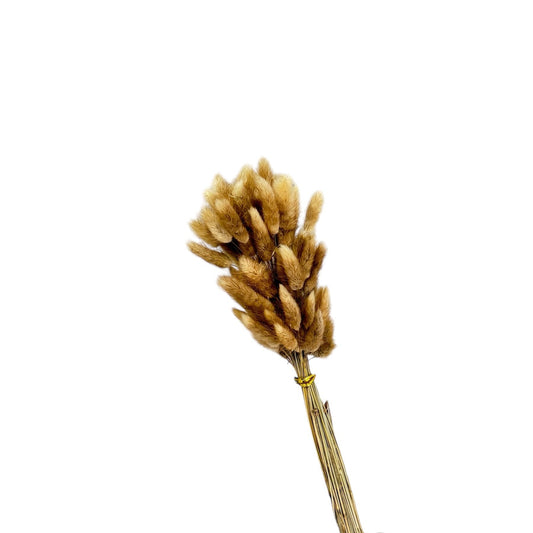 Bunny Tails Natural Dried Flower