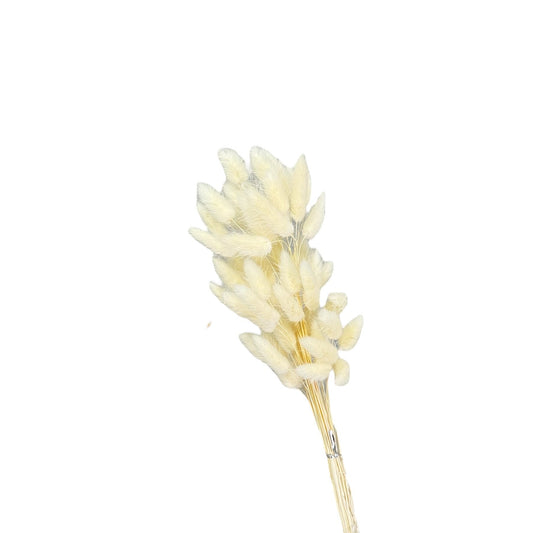 Bunny Tails White Dried Flower