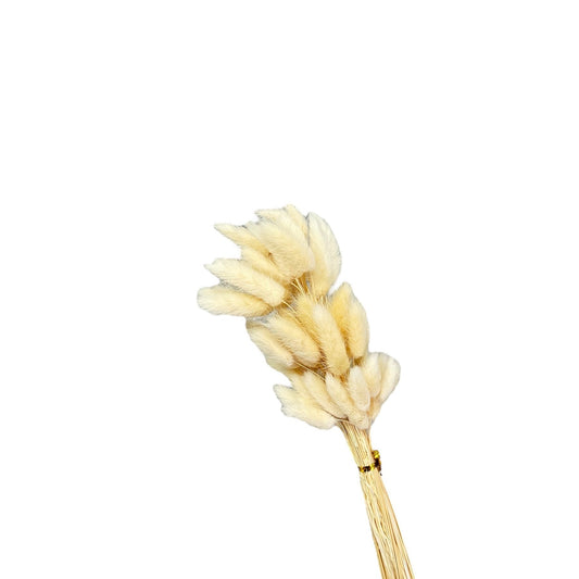 Bunny Tails Cream White Dried Flower