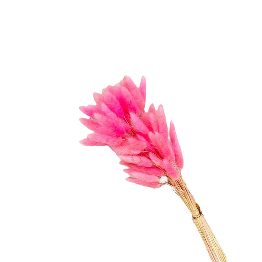 Bunny Tails Hot Pink Dried Flower