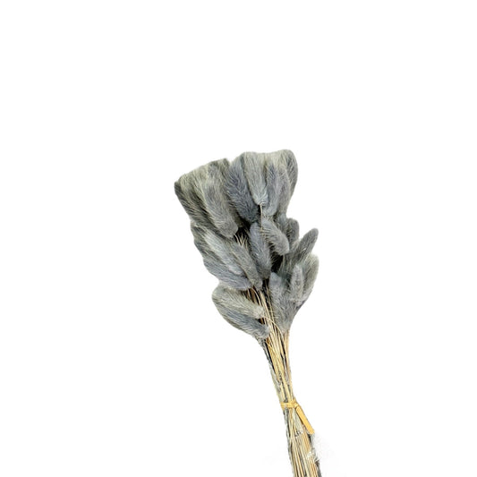 Bunny Tails Grey Dried Flower