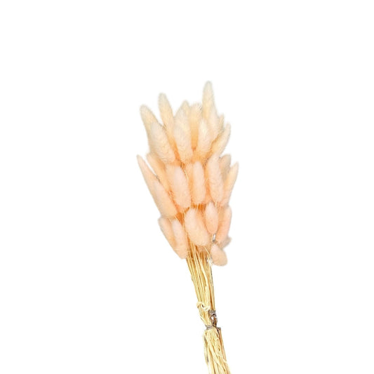 Bunny Tails Soft Pink Dried Flower