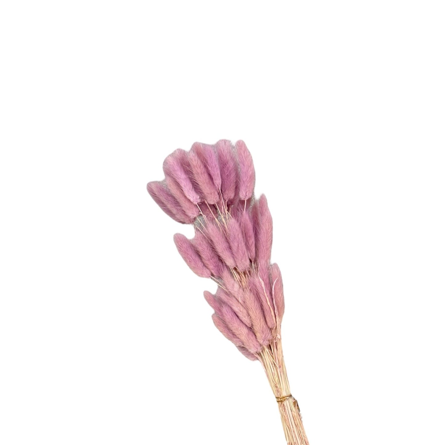 Bunny Tails Taro Purple Dried Flower