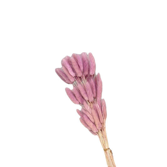 Bunny Tails Taro Purple Dried Flower