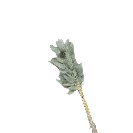 Bunny Tails Light Grey Dried Flower