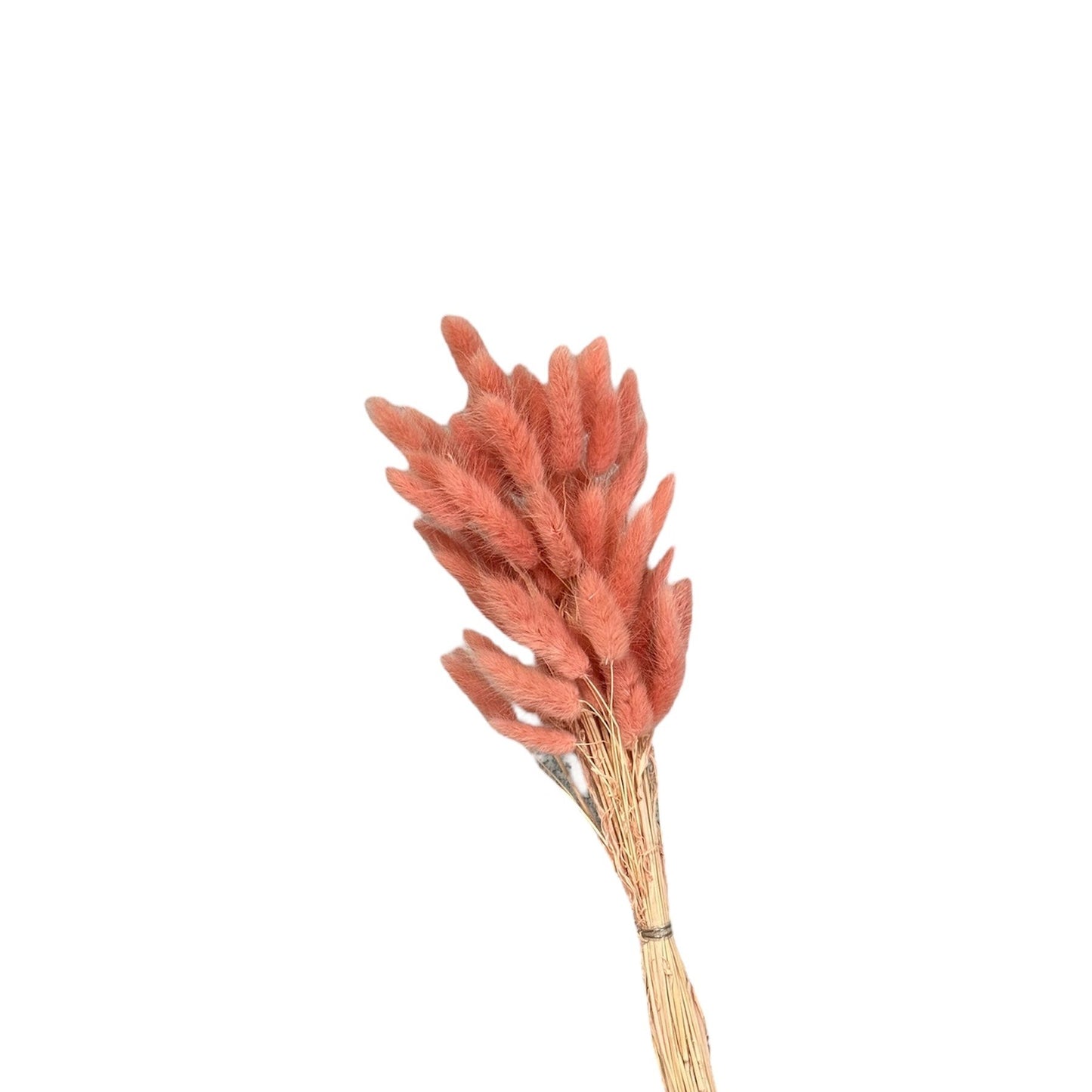 Bunny Tails Reddish Orange Dried Flower