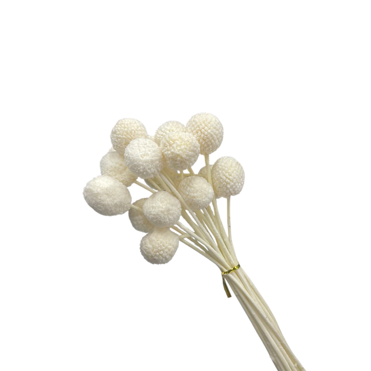 Preserved Billy Buttons