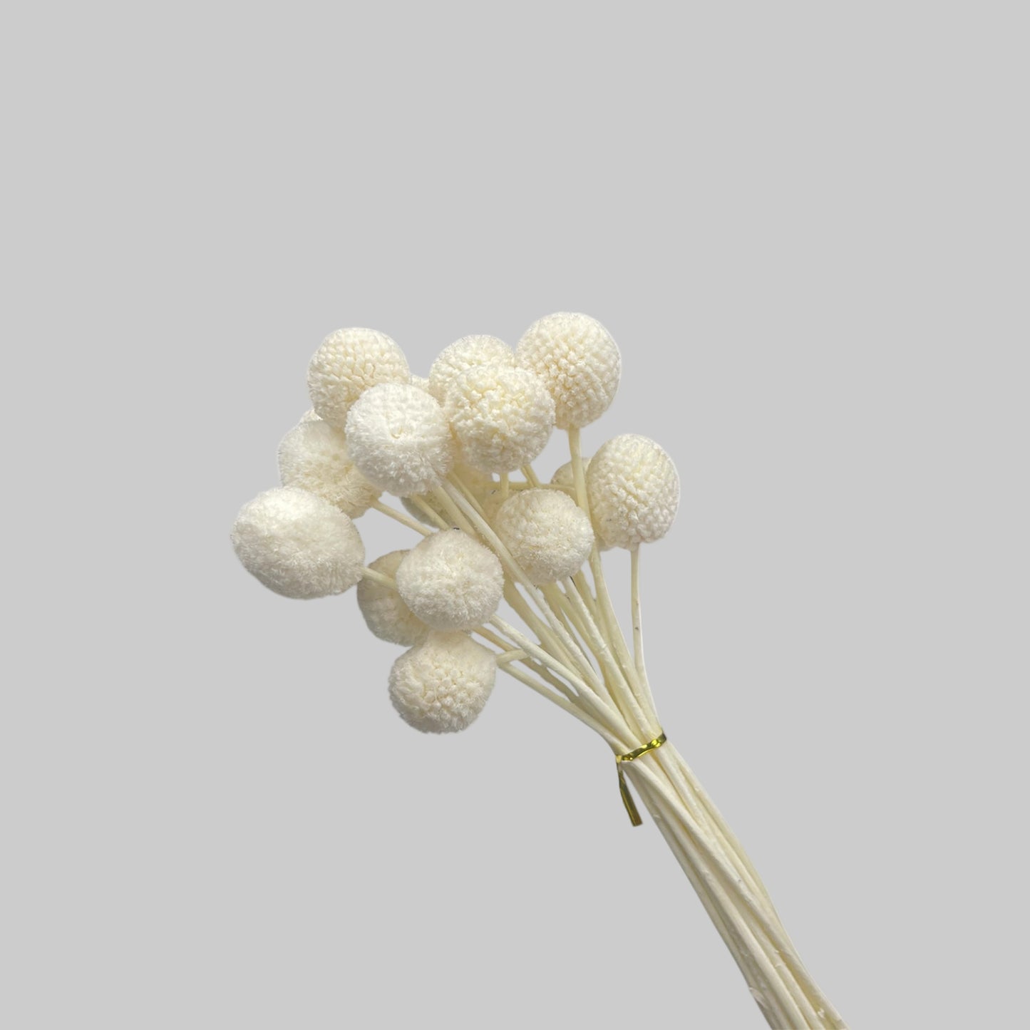 Billy Button Mini White