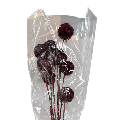 Scabiosa Burgundy