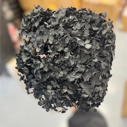 Hydrangea Black