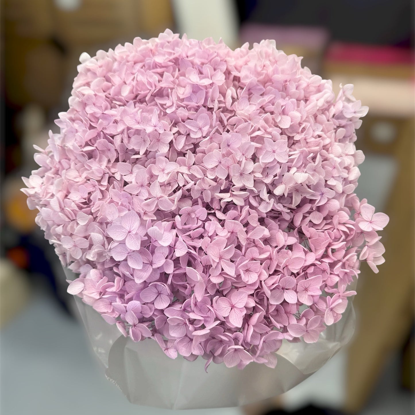 Hydrangea Taro Purple