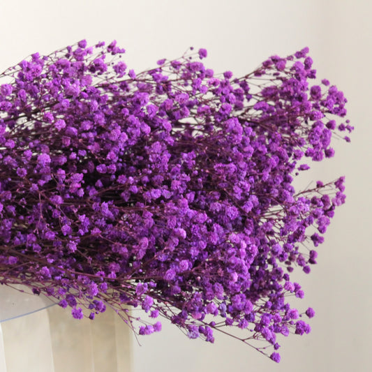 Baby's Breath Noble Purple